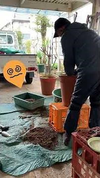 ムクゲの植え替え #いがらしガーデン #bonsai #再生栽培 #ショート #庭作業 #剪定 #gardening #garden #植木屋