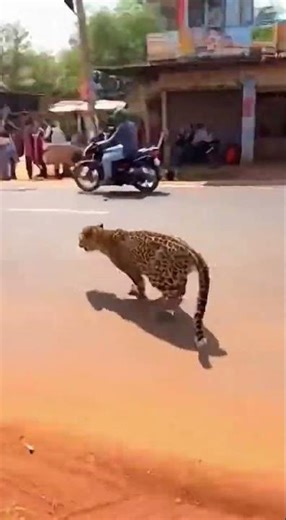 Thought He Was Dead! 😱 Shocking Leopard Surprise