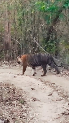 Face-to-Face with a Wild Bengal Tiger! 😱🐅 | Incredible Jungle Safari Moment