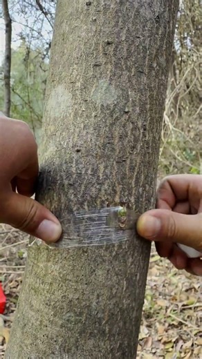 Bark Grafting Full Process! Must-See for Beginners
