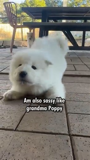 136K views · 10K reactions | Karen got to visit with Poppy’s grandkids this week! And wouldn’t you know it, they’re sassy just like her! A couple in particular a mini versions of her. But is that a good thing? ‍♀️ The puppies are almost 8 weeks old and their favourite thing to do is run, jump and pull shoelaces undone  | Poppet and the Wolf Pack | Facebook