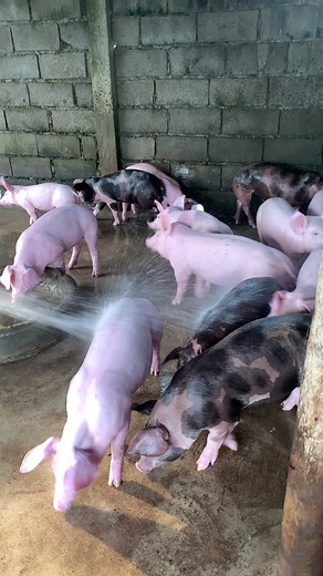 Washing my very healthy piglets 😍 | Pig Videos
