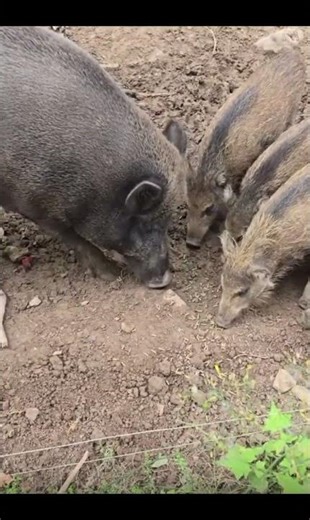 Wild Boar and Her Cute Piglets