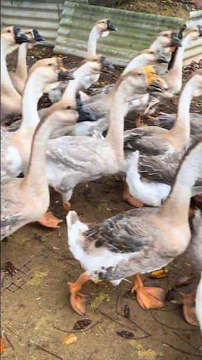 Circular Parade: Geese Following a Farmer on a Free-Range Farm 👀