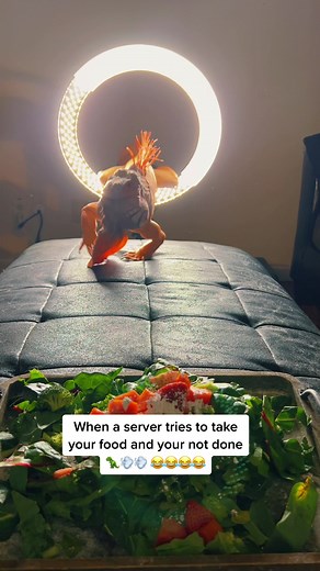 Now y’all see why I don’t have carpet 😂😂🦖💨 #iguana #reptilesoftiktok #funny #pet