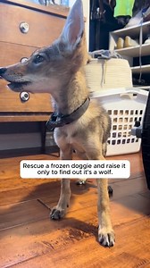 17K views · 212 reactions | Rescue a frozen doggie and raise it only to find out it's a wolf .#animals #animalrescue #rescue | Awesome World | Facebook