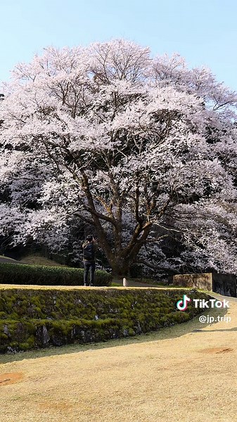 絶景の一本桜と電車の春景色