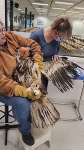 Meet Crusher, our newest patient in the Suzanne and Walter Scott Foundation Bald Eagle Flight Training Center. Crusher arrived from Kodiak, Alaska, with a damaged eye and missing flight feathers. After completing quarantine for HPAI (Highly Pathogenic Avian Influenza), Crusher was moved to our Flight Training Center, where she will have the opportunity to regain her strength and practice her flight skills under our watchful care! #BaldEagleRehab #FlightTraining #wildlifeconservation | Alaska Rap