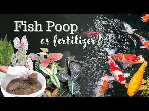 Fish Poop as an Organic Fertilizer with NPK and other Micronutrients for your House Plants or Vegies
