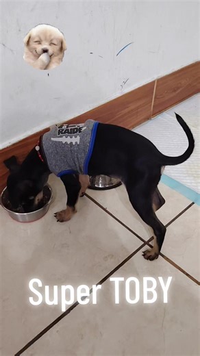 Super Toby