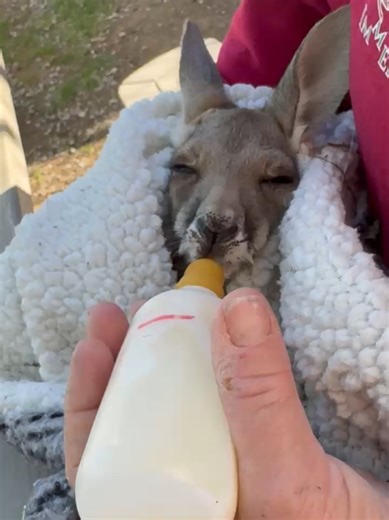 Meet our newest and tiniest rescue! Joey :) Disclaimer: The animal featured in this video is a rescue under the care of our trained volunteers and staff at the sanctuary. These animals are not pets, and we do not encourage or condone contact with wildlife. Please respect their natural behaviors and habitats. #animaltracksinc #keeptheworldwild #animalrescue #kangaroo