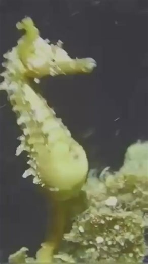 403K views · 11K reactions | This is the male seahorse birthing its babies. It’s impressive how he just shoots them off wouldn’t you say? | I Love The Ocean | Facebook