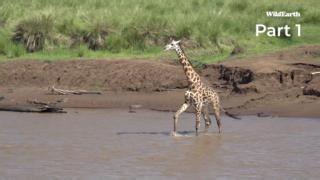 1.2M views · 7.8K reactions | Part 1: A croc-infested river is the ultimate gauntlet for giraffe and zebra - who will make it across? #wildearth #crocodiles #mara #river #crossing | Wildearth | Facebook