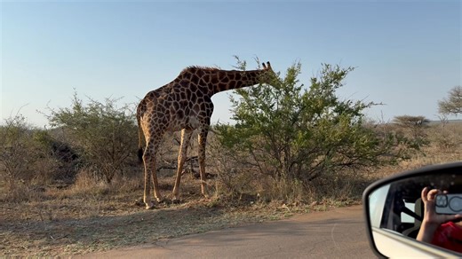 A giraffe having a snack | Diane Gudat