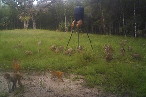 Aggressive monkeys are starting to take over this state park