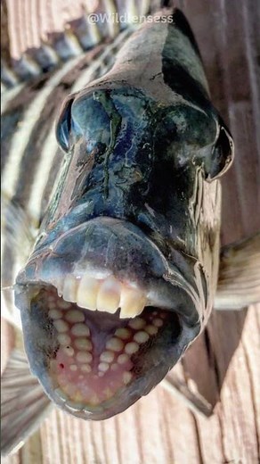 This Fish Has Teeth | Sheepshead #shots