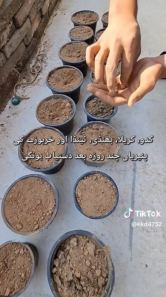 KKD کسان کی دکان (@kkd4752)’s videos with original sound - KKD کسان کی دکان