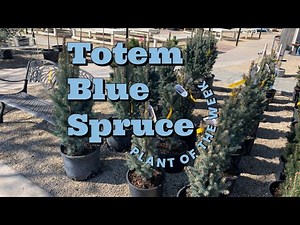Totem Blue Spruce - Plant of the Week