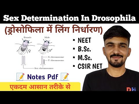 Sex Determination In Drosophila || Genic Balance System || By Dadhich Sir