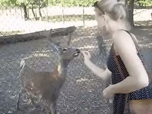 A deer's version of thanking a complete stranger | Funny Animal Videos