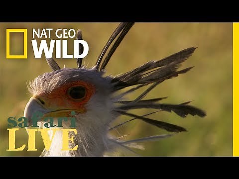 This Bird Takes Down Prey With Its Bone-Shattering Kick | Nat Geo Wild