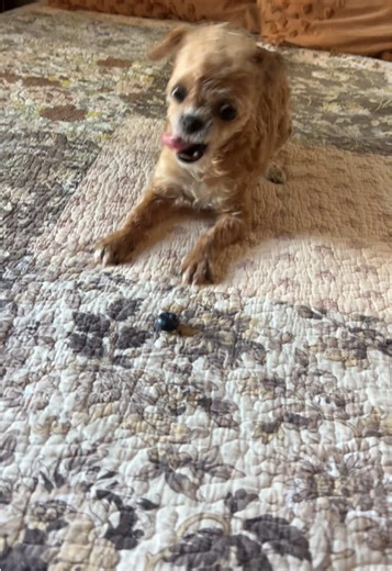 Spud Webb vs. Blueberry Showdown