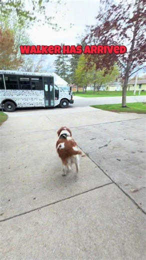 K9 Konvoy (@k9konvoy)’s video of dog walker