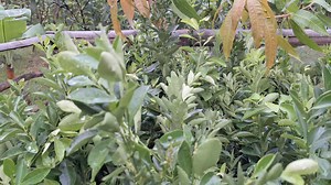 5.4K views · 110 reactions | #Fruit #trees #forsale 09486578352 | Seedlings La castellana | Facebook