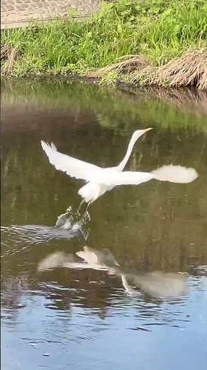 野鳥観察 飛び立つダイサギ？ 白鷺