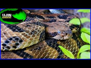 GRUMPY Swamp Rattlesnake!