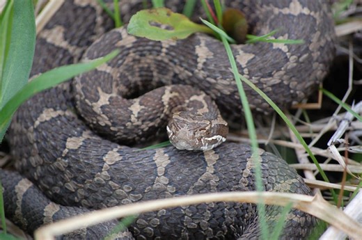 3 venomous snakes live in NY. Here’s where they’re found
