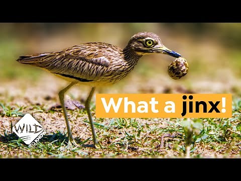 Why a Bird Teams up with a Croc to Protect its Eggs