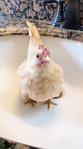 Homesteadbackyard.com | Raising Chickens