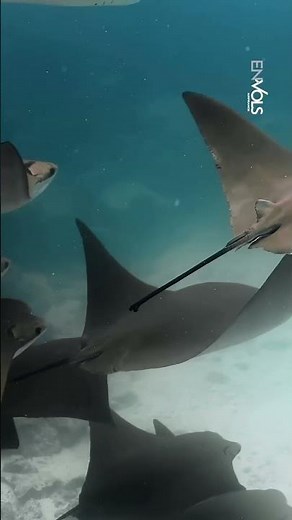 L'un des plus beaux fonds marins du monde