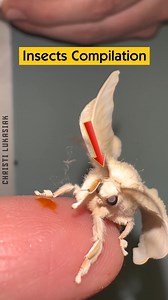 86K views · 1.6K reactions | Insects Compilation | Christi Lukasiak | Facebook