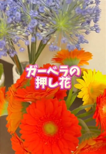 ガーベラの押し花アートを楽しもう🌼