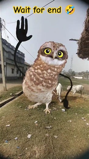 Funny Owl Dance 😍 | Dancing Owl 🦉/ #owldance #funny #shorts