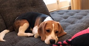 This Pup Is Too Busy Being Adorable To Play With His Toy Right Now!