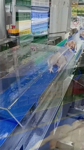 Whole Chicken Sorting Machine – Infeed, Weighing, Grading to Multiple Outlets