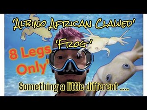 owning an African Clawed Frog (what you really need to know) simplified 🤘