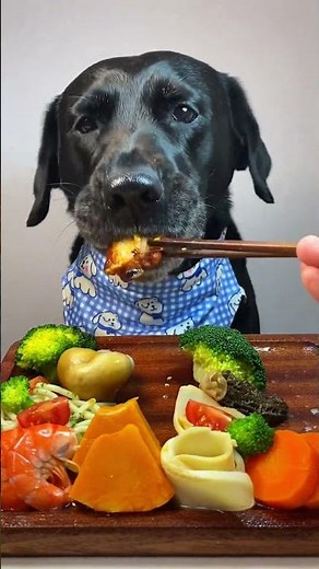 Chinese New Year Delights: A Dog's Day in the First Month CNYVibes DogLovers