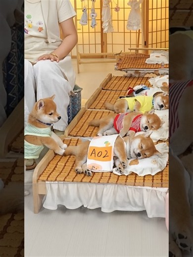 Sleep peacefully with sleeping Shiba puppies on a thunderstorm night ：雷の夜、子柴たちと一緒にゆったり眠る｜癒しの雨音