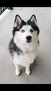 102 reactions · 15 comments | Hi, I’m Jagger – A Big Heart, a Bit of...