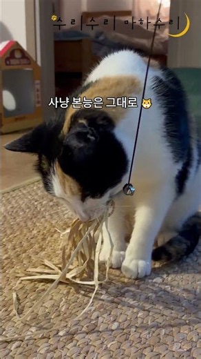 수리수리 마하수리| 궁딩이 씰룩씰룩 사냥놀이중 🐾