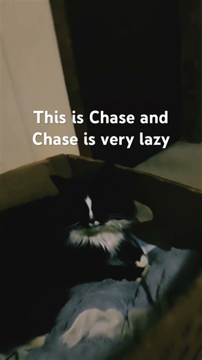 Chase is a cute boy ￼