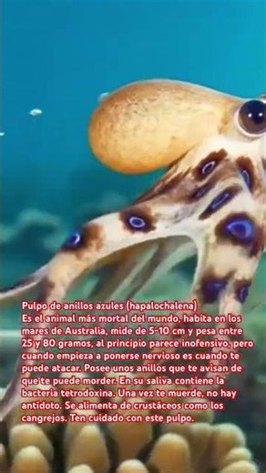 Pulpo de anillos azules 🐙 🔵 el peligro de Australia 🇦🇺