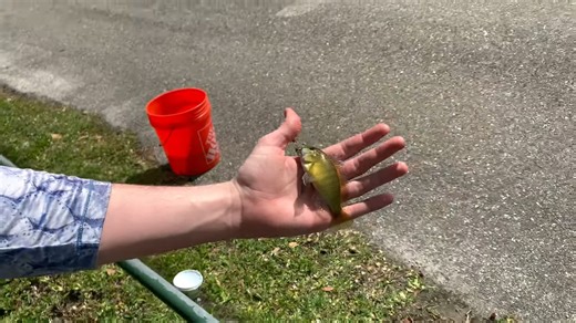 Catching exotic fish with a tiny rod actually worked