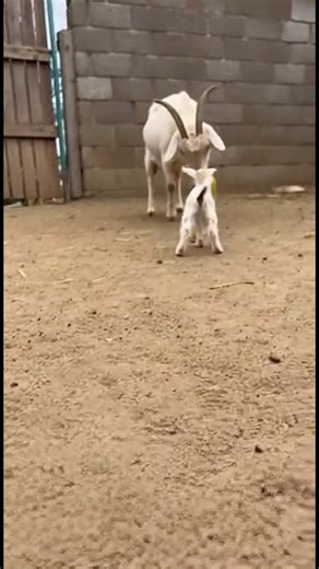 Goat Family Bonding Baby goat shares corn with mom. So touching! #fblifestyle #AI Generated using Kling AI . . . (For entertainment purposes only. Consult professionals if guidance on activities is presented. No brand affiliation is implied if any are shown. If inspired by true events, creative adaptations may be included. Content may include public footage.) | Fabiosa Life