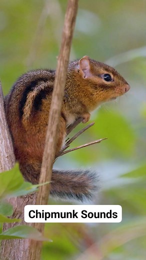51K views · 987 reactions | The "chip" calls of the Eastern Chipmunk ️ I love how its tail flutters around as it calls out! | Navarre Marshall | Facebook