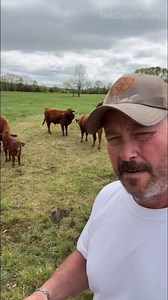 Know the signs-spot when your cow's ready to calve! #Cow #Calf #Heifers #FYP #Reels #Tips #FarmLife #Cattle #babycow | Tick Creek Ranch